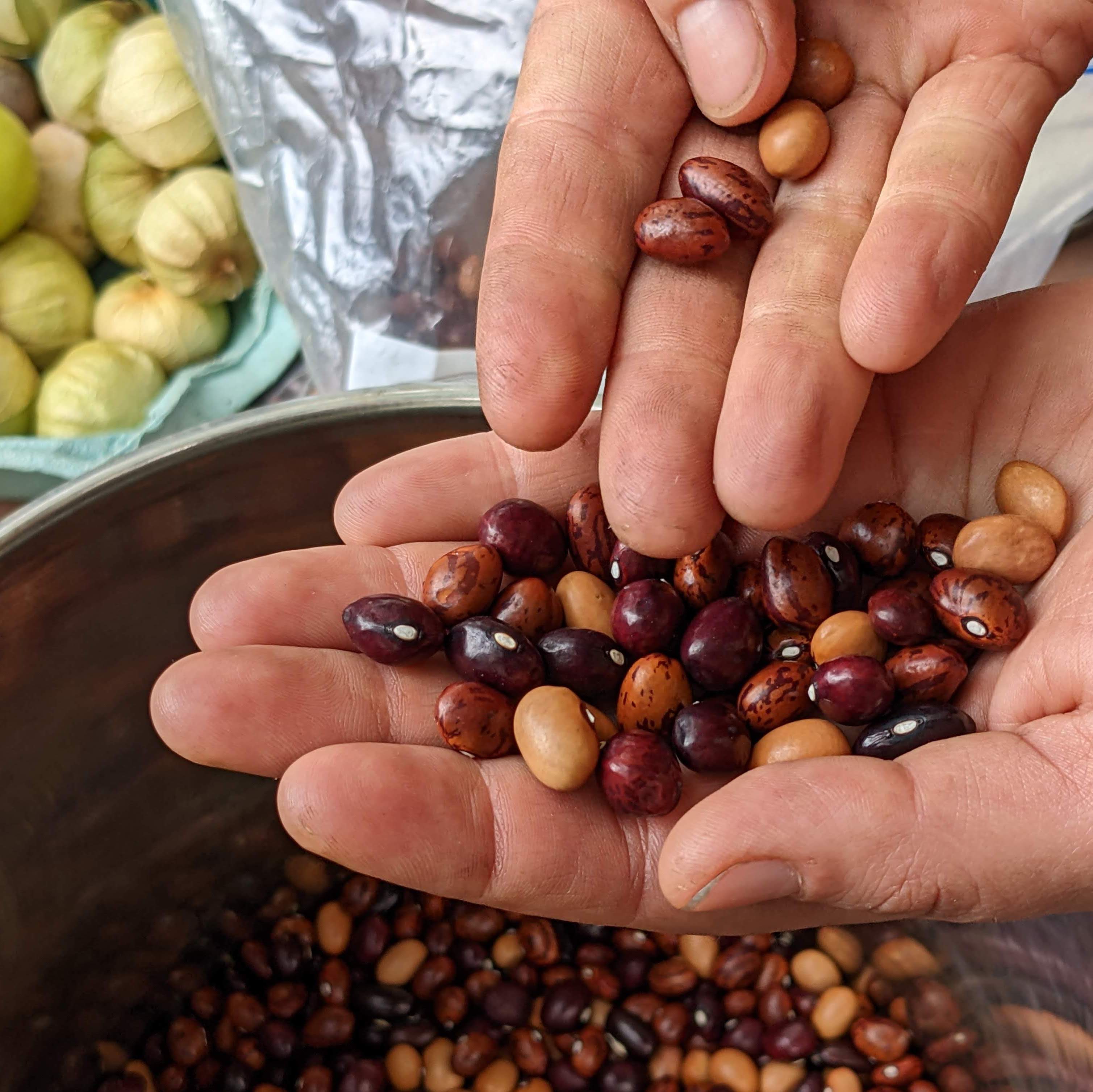 Hands holding some of Fedco's heirloom beans