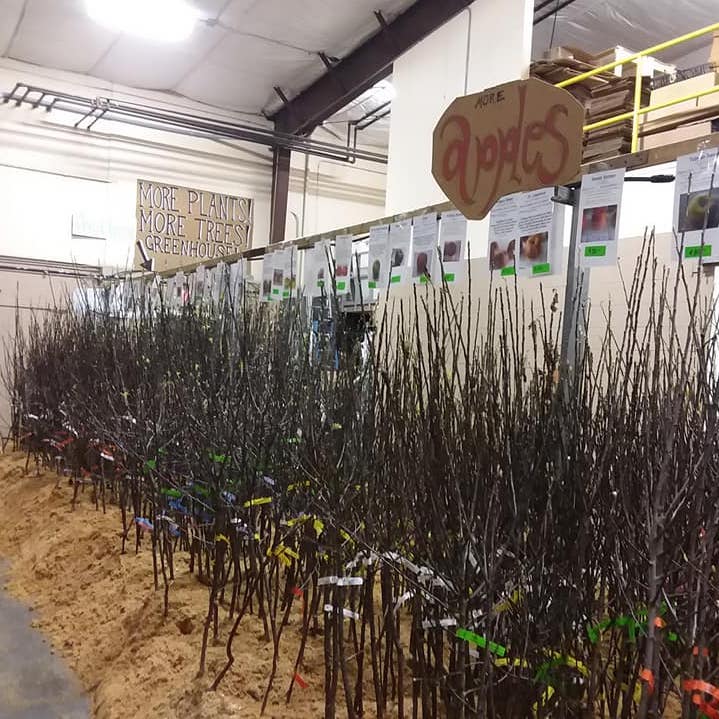 The Fedco Trees warehouse full of dormant, bare root trees