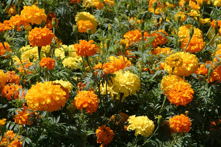 African Marigold