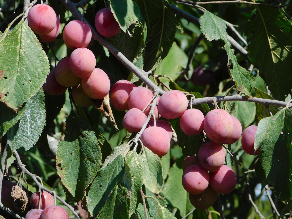 American Plums