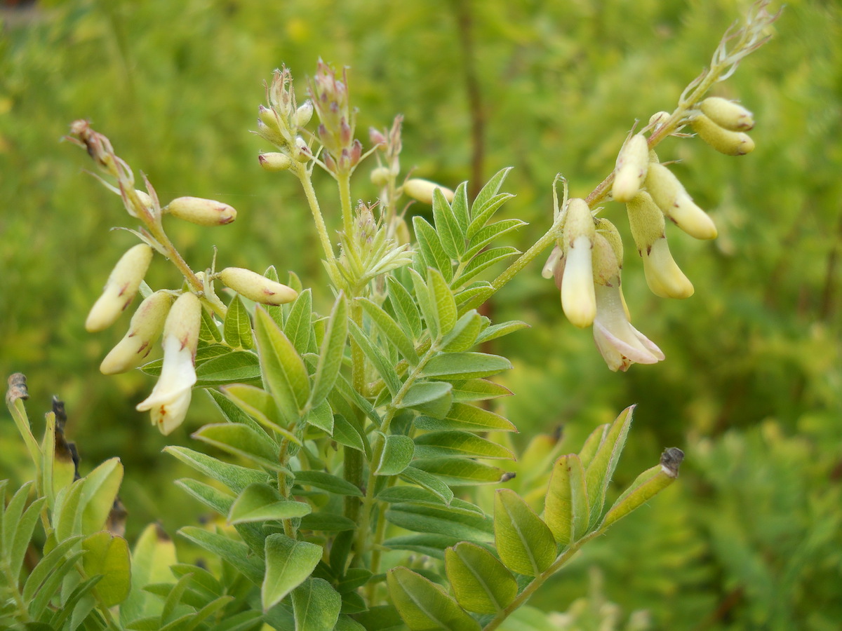 Astragalus