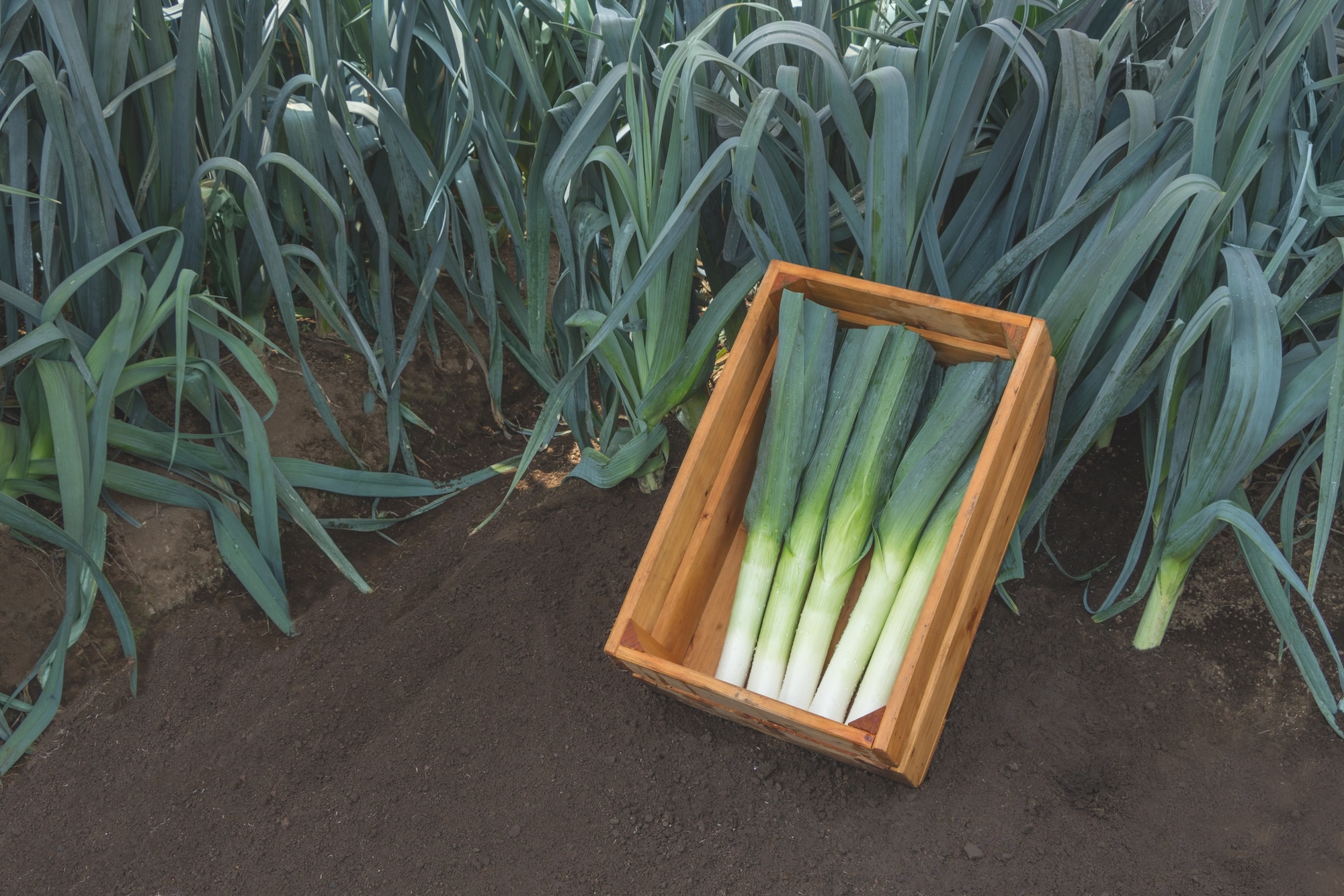 Autumn Leeks