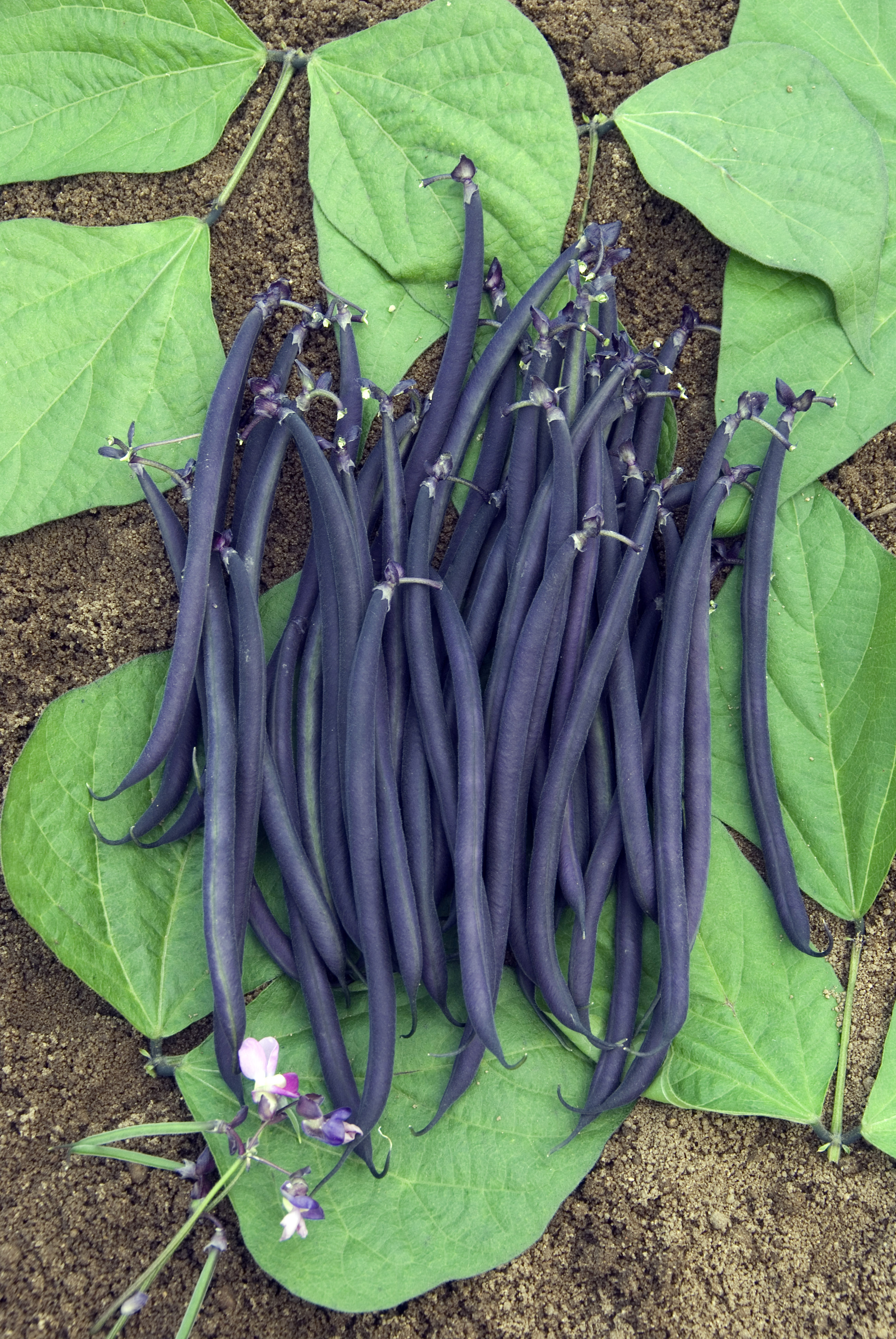 Bush Haricots Verts
