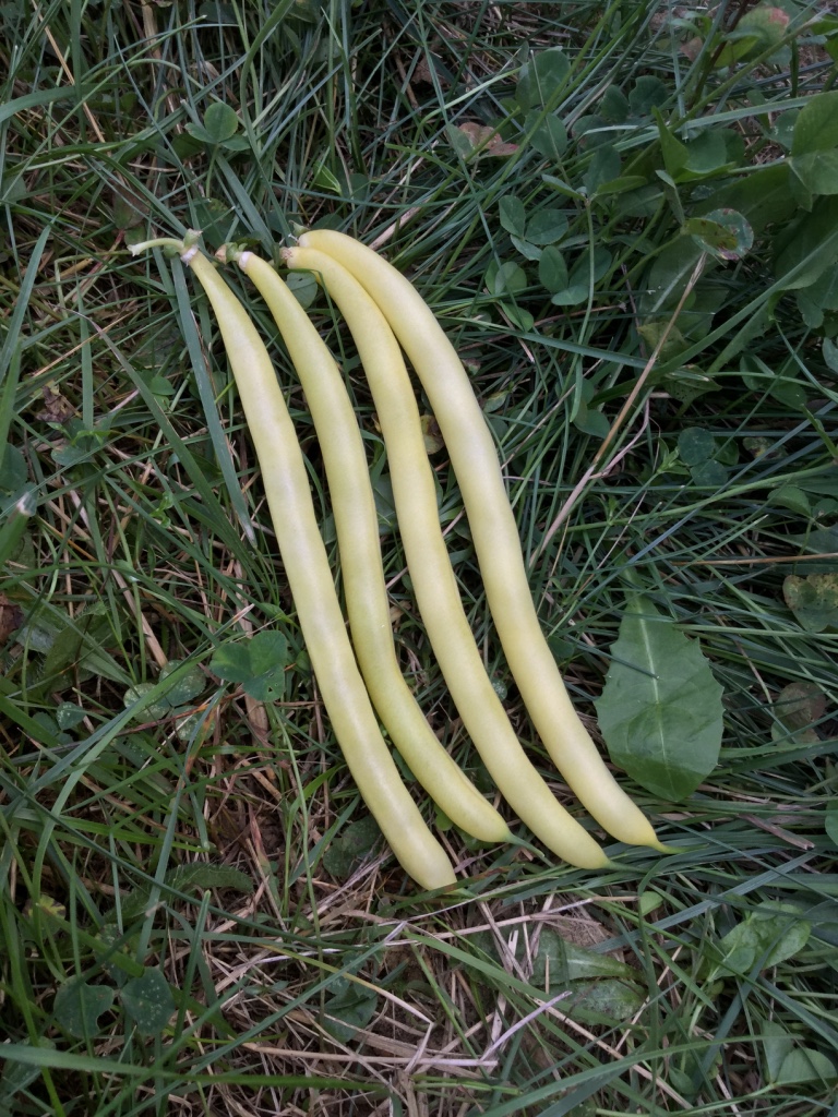 Bush Wax Beans