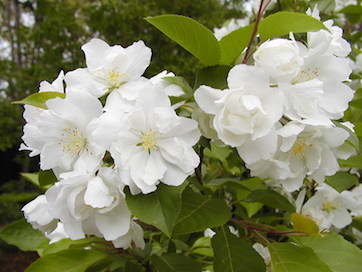 Crabapples