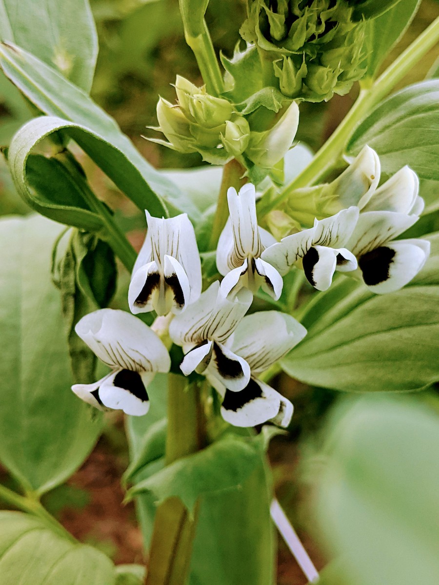 Fava Beans