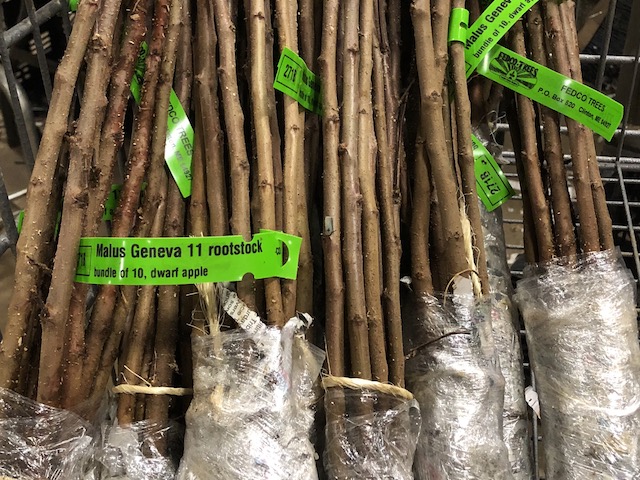 Rootstock