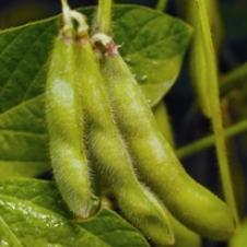 Soybeans
