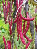 image of bean plant