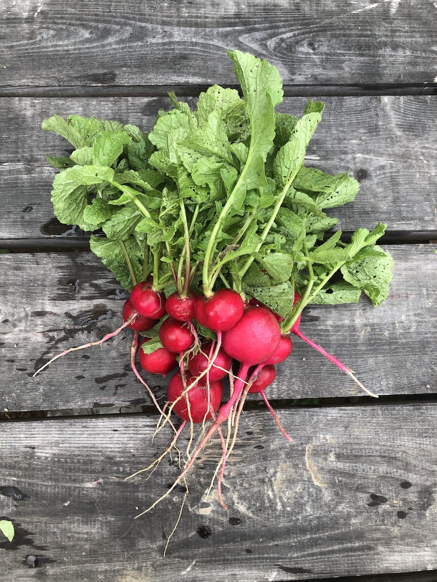 All Other Radishes