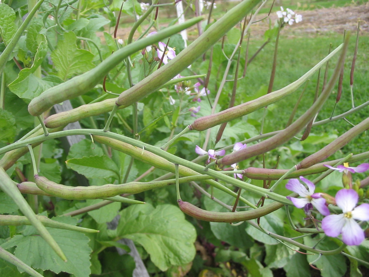 Pod Radishes