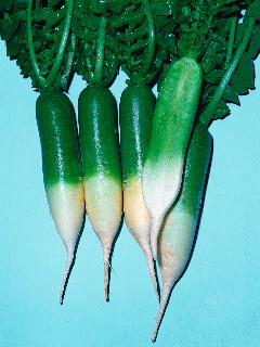 Daikon Radishes