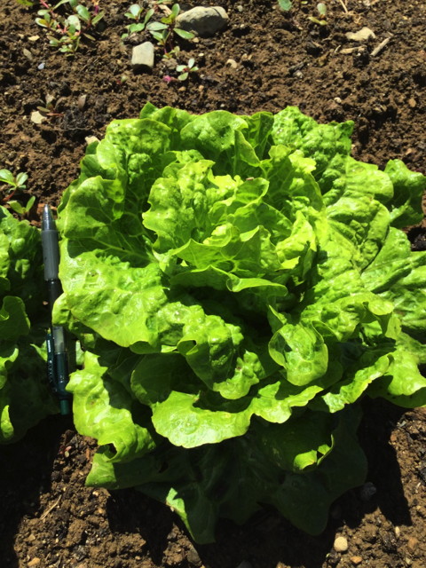 Iceberg or Crisphead Lettuce