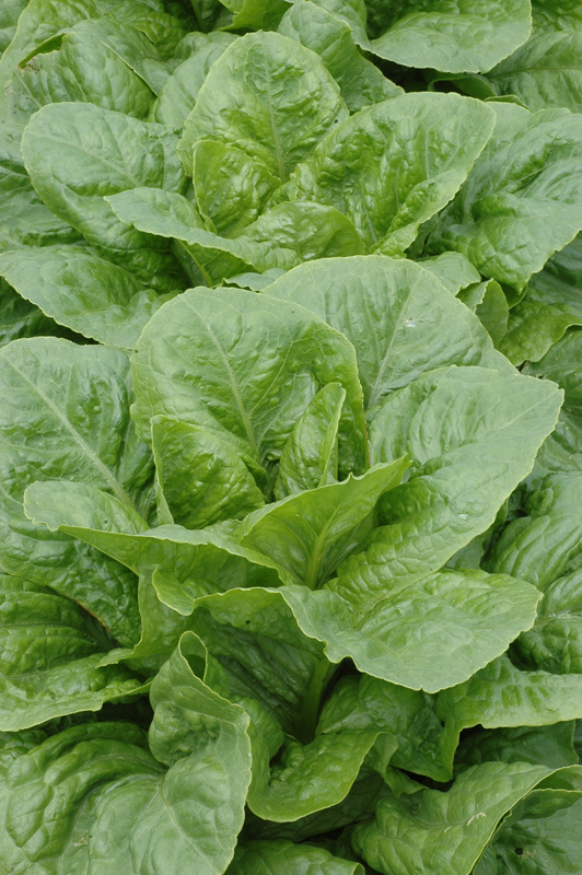 Specialty Lettuce