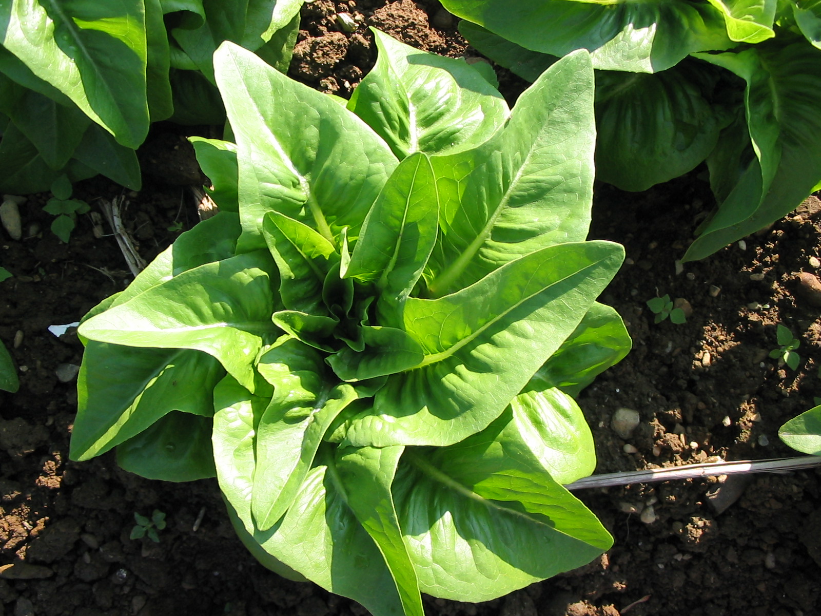 Deer Tongue Lettuce