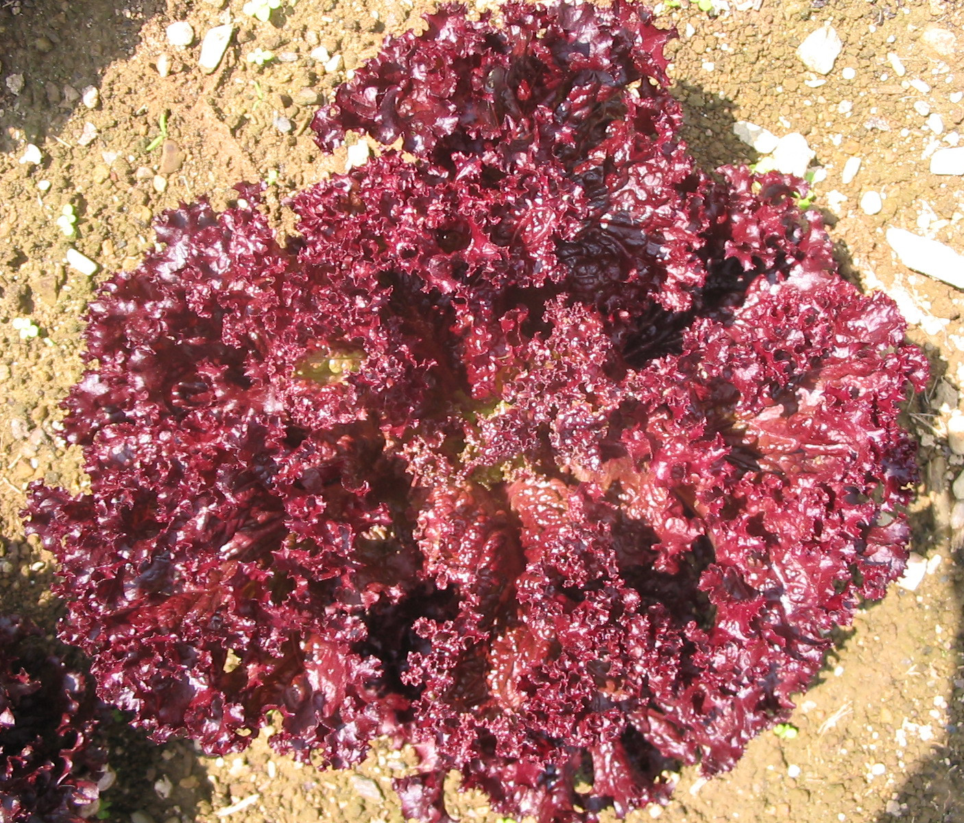 Lollo Rosso Lettuce