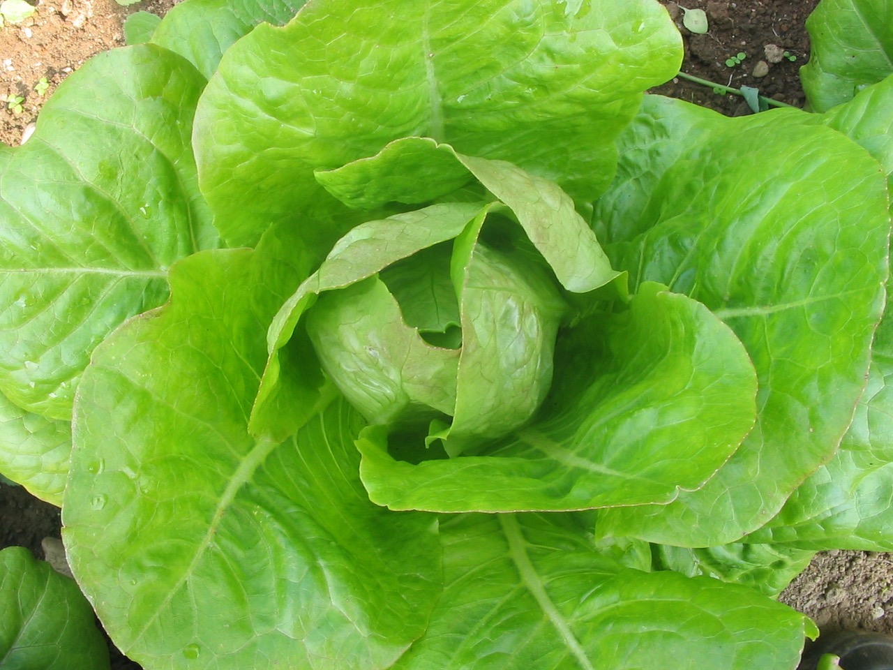 Batavian Lettuce