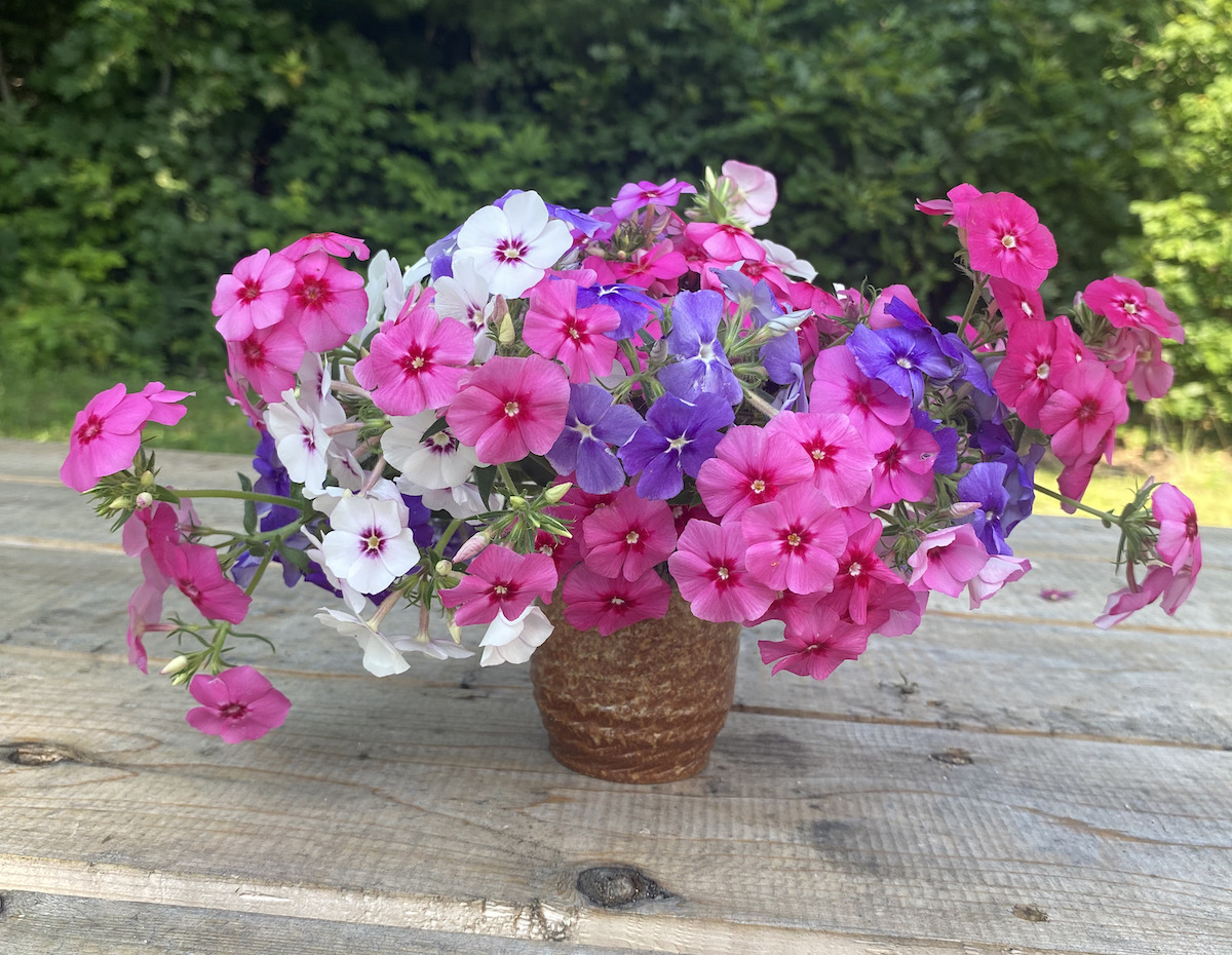 All Other Phlox