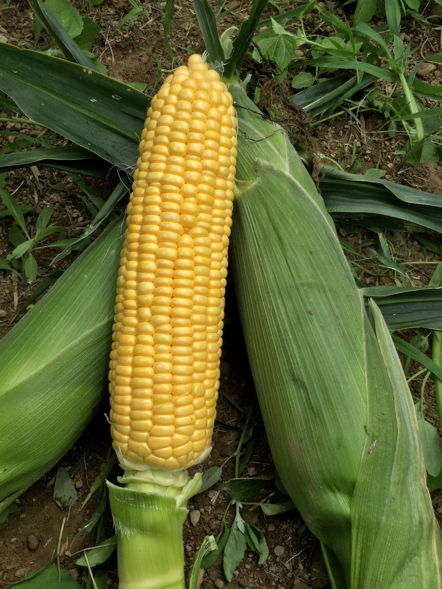 Supersweet Corn