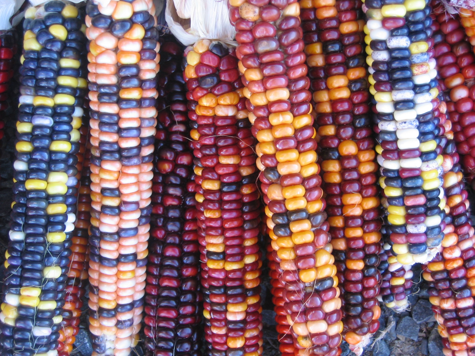 Flour Corn