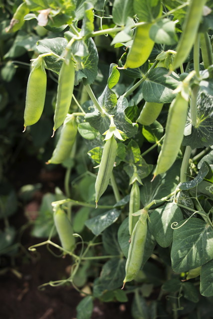 Shell Peas
