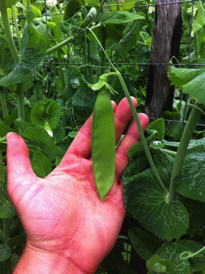 Snow Peas