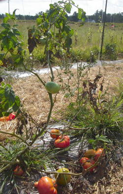 seeds late blight image