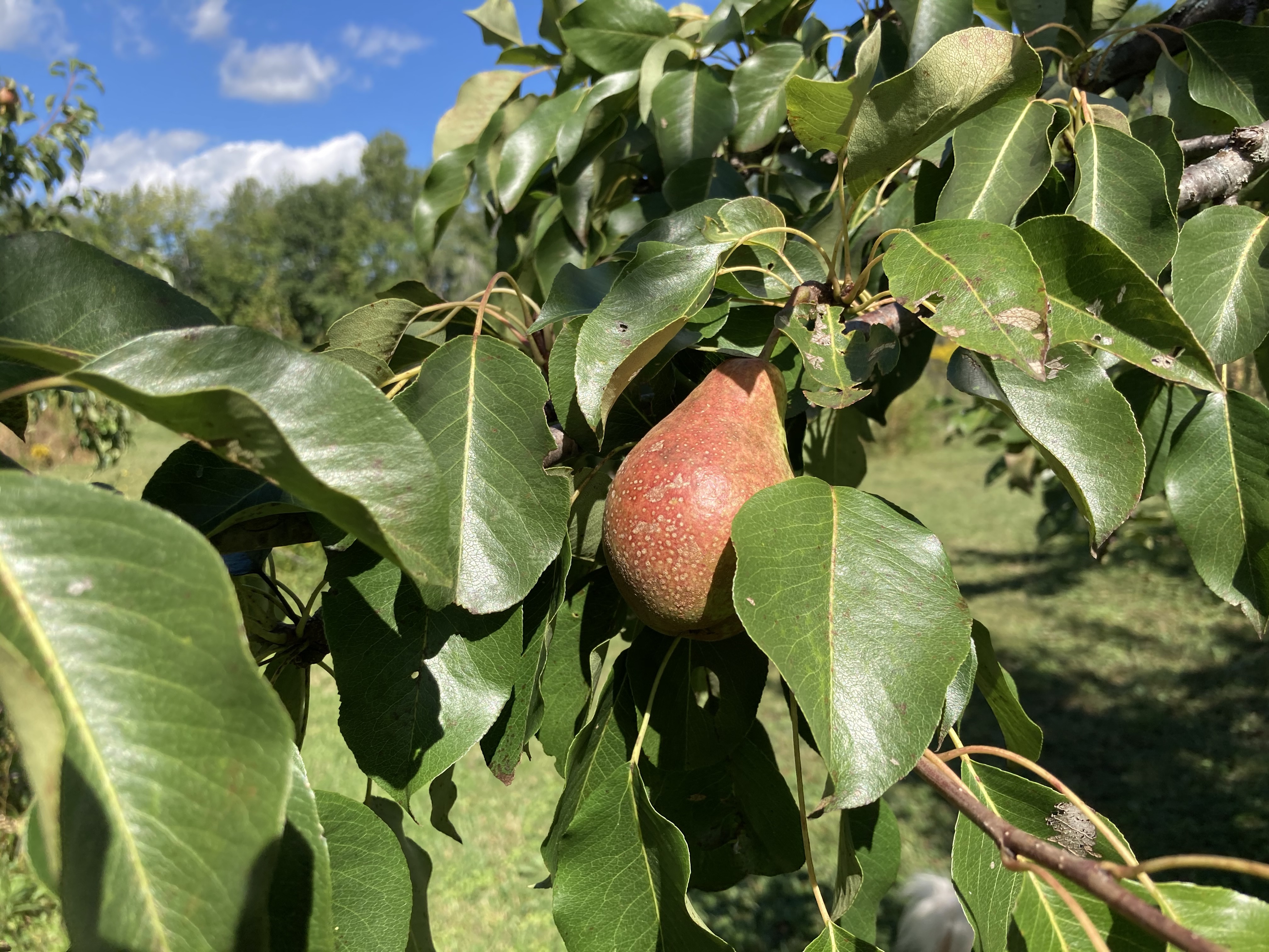 Asian Pears