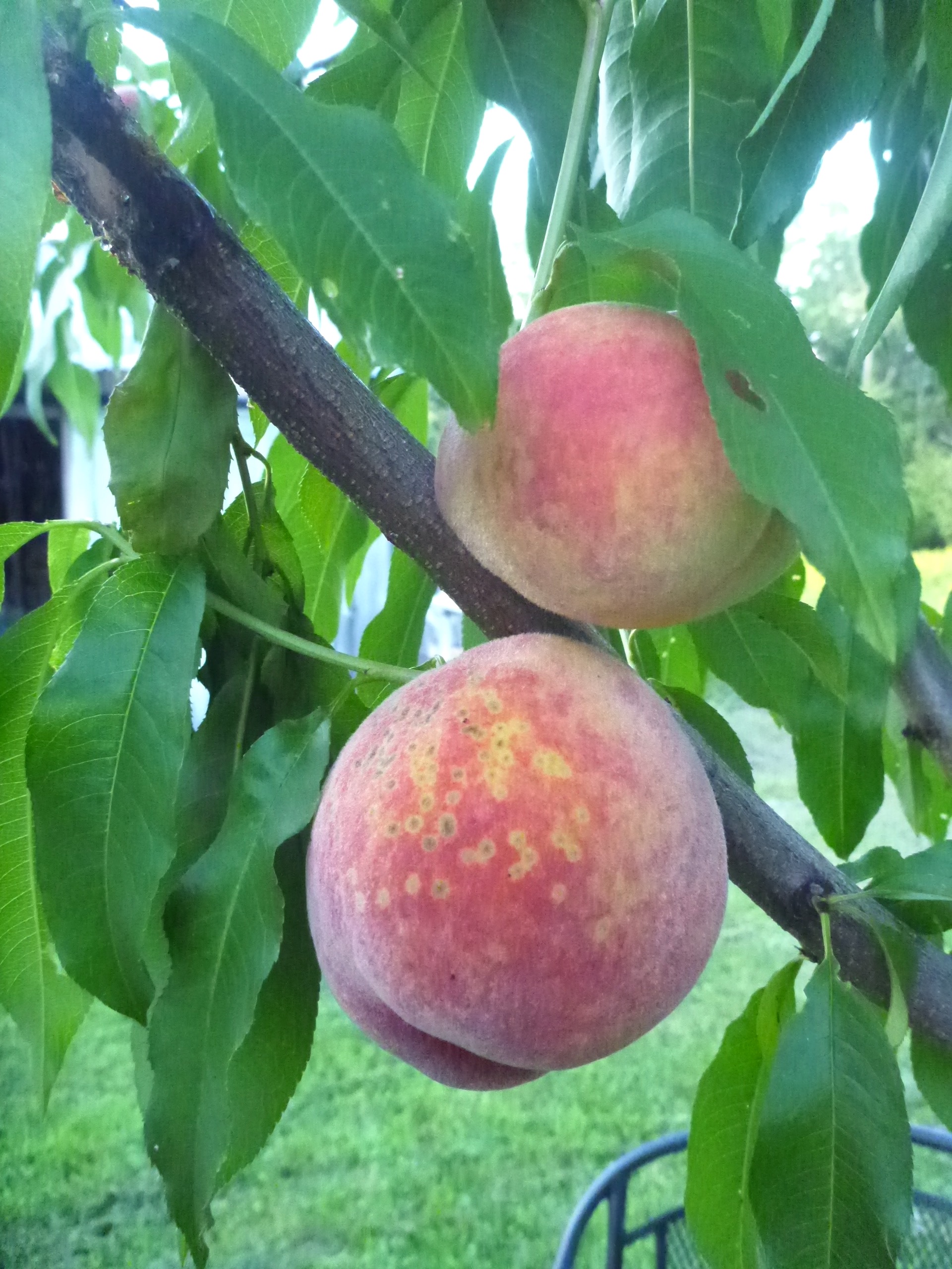 European Plums