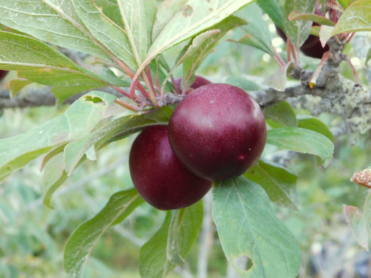 Lowbush Blueberries
