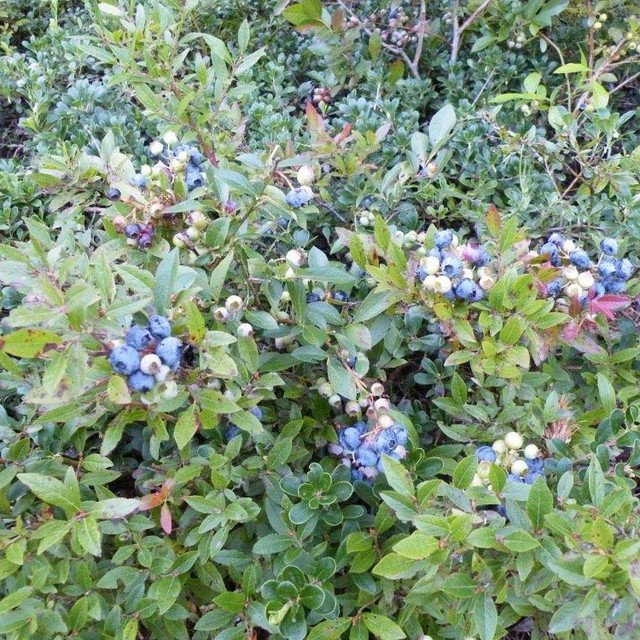 Everbearing Strawberries