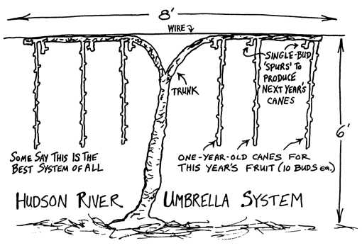 grape pruning hudson river umbrella image