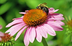 trees pollinators - middle2 image