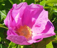 rosa rugosa image